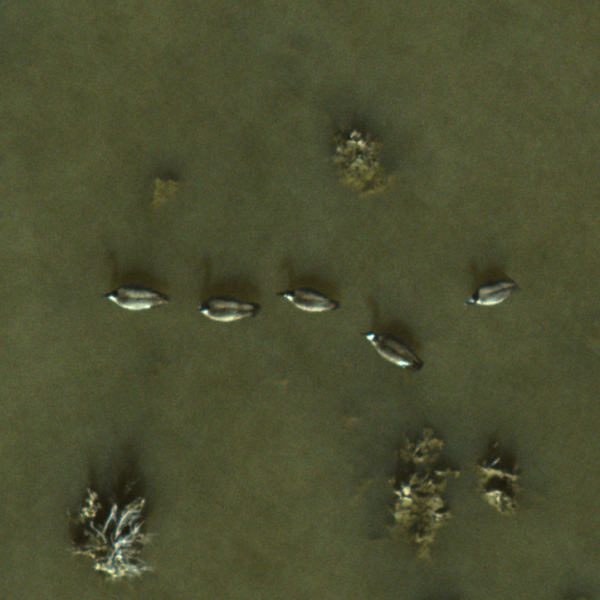 geese